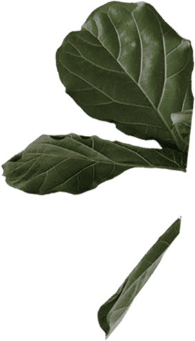 leaves
