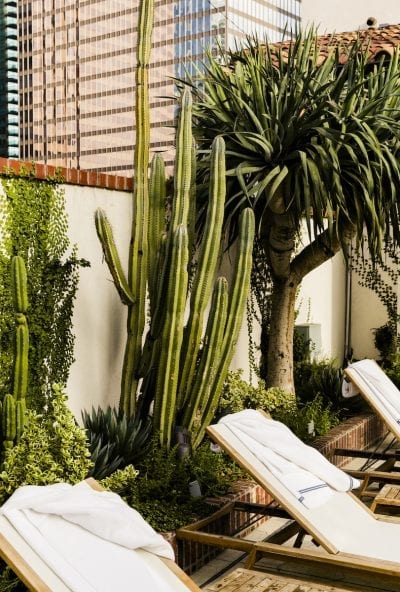 lounge chairs outdoors and cactuses