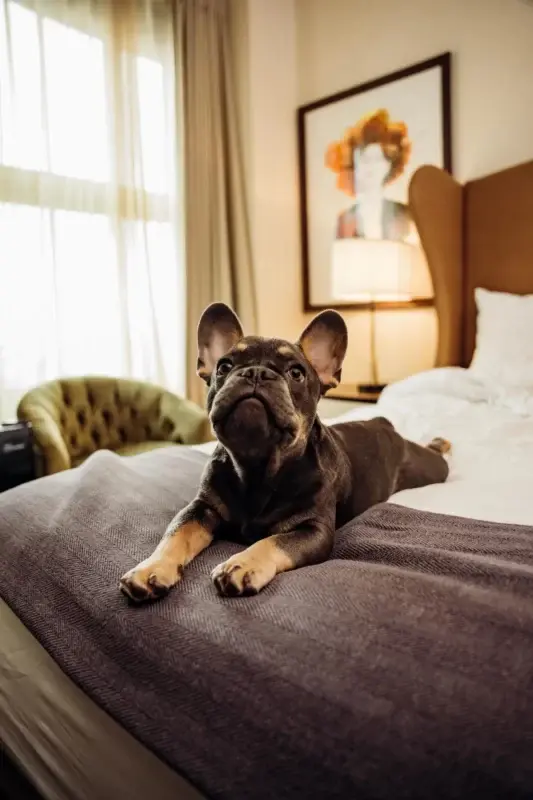 HotelFig Pups 25
