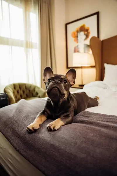 HotelFig Pups 25